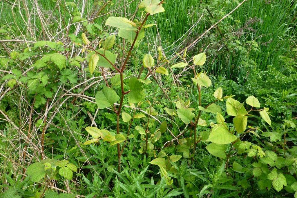 Survey888 – building surveyor Japanese knotweed advice