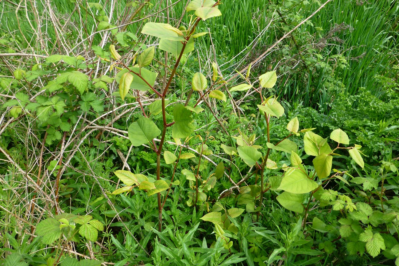 Survey888 – building surveyor Japanese knotweed advice